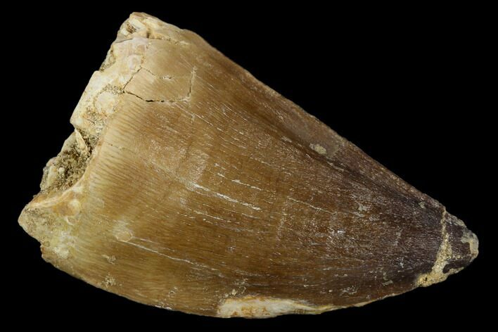 Mosasaur (Prognathodon) Tooth - Morocco #118895